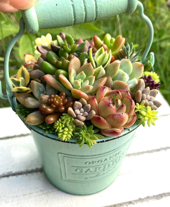 現物》多肉植物寄植え 取手付きバケツ型ポット 多肉植物 寄せ植え