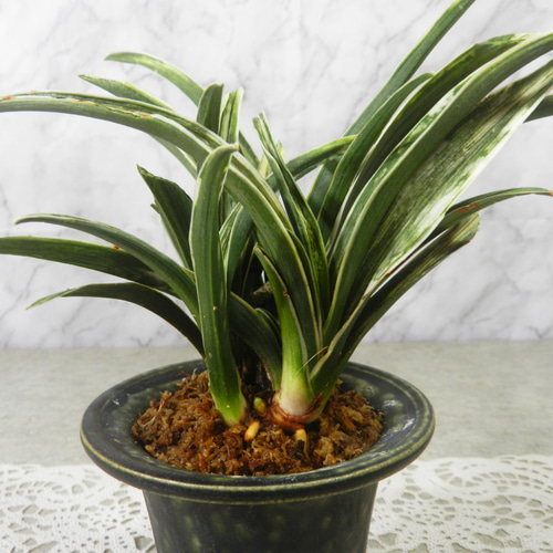 万年青 オモト 獅子 白覆輪 4.5号陶器鉢つき ⑨ 矢筈獅子 (やはずしし)