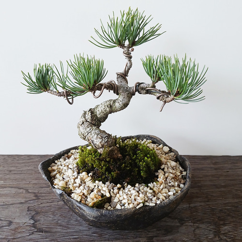 どっしりとした幹から四方に枝を伸ばし風格のある盆栽【五葉松の盆栽