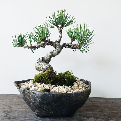 八房蝦夷松 樹齢70年 ☆盆栽☆観葉植物☆ガーデニング☆ 盆栽 八房蝦夷松 樹齢70年 ☆盆栽☆観葉植物☆ガーデニング☆ 盆栽