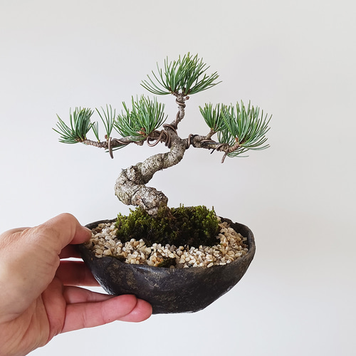 どっしりとした幹から四方に枝を伸ばし風格のある盆栽【五葉松の盆栽