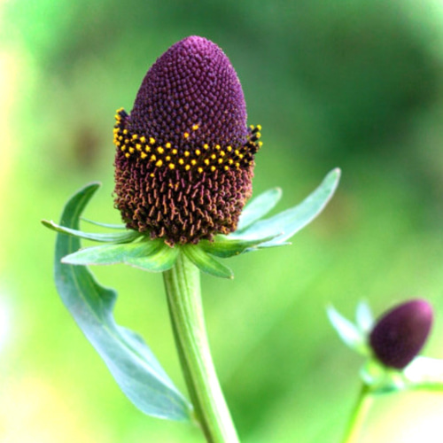 珍しい花☆ルドベキア苗 グリーンウィザード アートフラワー Little