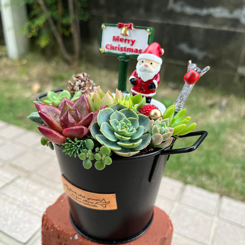☆送料無料☆♡そのまま飾れる♡クリスマス♬可愛い多肉植物寄せ植え