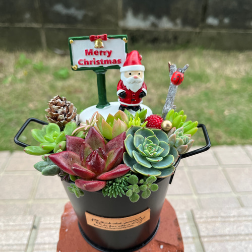 ☆送料無料☆♡そのまま飾れる♡クリスマス♬可愛い多肉植物寄せ植え