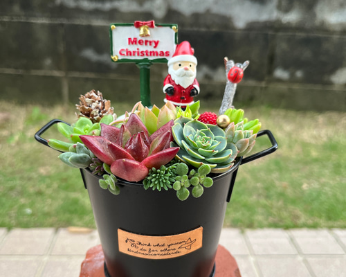 多肉植物寄せ植え そのまま飾れる 2つセット☆*