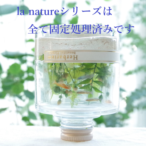 【豪華特典付き！】la nature～絵本の森の冬景色　物語の世界を切り抜いた特別な日のハーバリウム 13枚目の画像