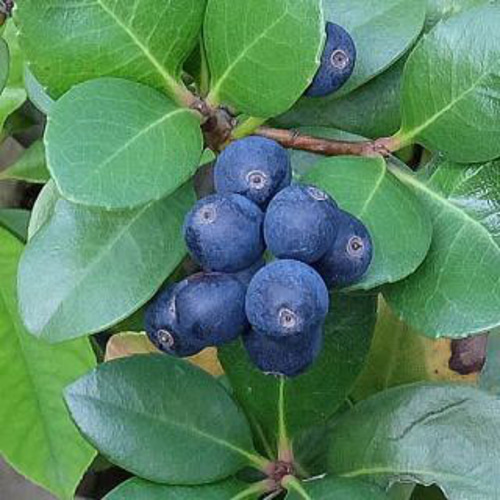 送料無料！シャリンバイ ドライフラワー リース スワッグのアレンジ