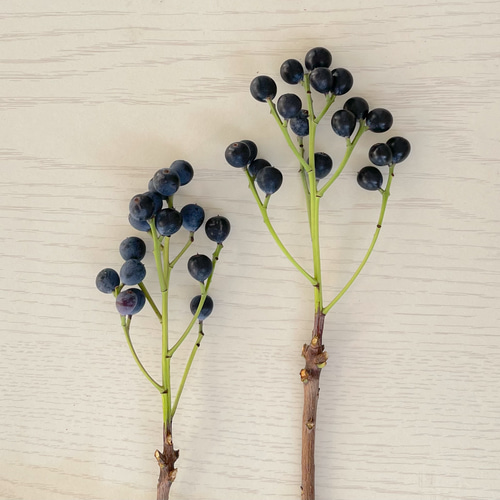 送料無料！シャリンバイ ドライフラワー リース スワッグのアレンジ