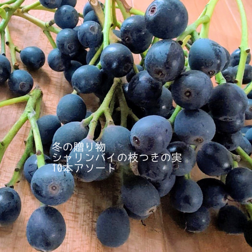 送料無料！シャリンバイ ドライフラワー リース スワッグのアレンジ