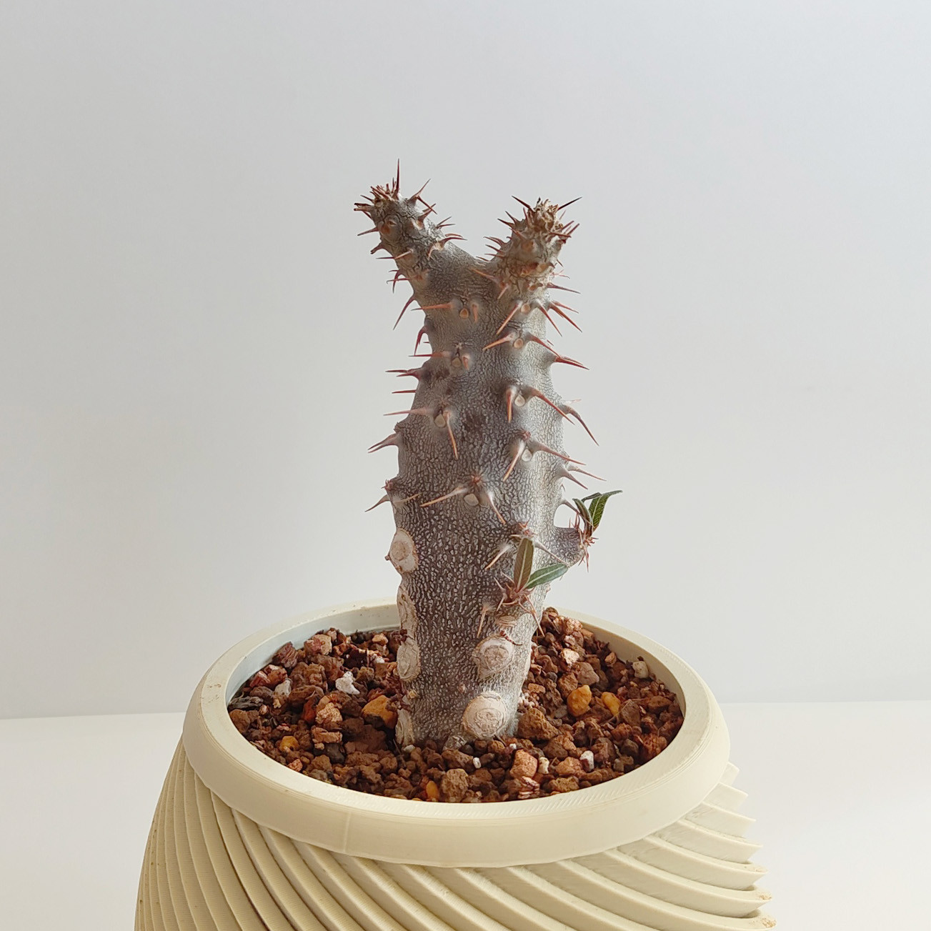 【現品限り】パキポディウム・ロスラツム