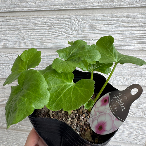 ジャイ■花苗ラナンキュラス　ラックスシリーズ■アポロン&ペネロペ ラナンキュラス ラックス 選べる♪12種 | 鉢花・花苗 | 橋本種苗園