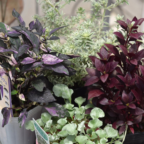 寄せ植えの相棒！リーフセットⅡ】シックな寄せ植えが作れるカラー