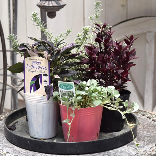 寄せ植えの相棒！リーフセットⅡ】シックな寄せ植えが作れるカラー