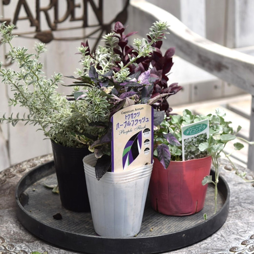 寄せ植えの相棒！リーフセットⅡ】シックな寄せ植えが作れる