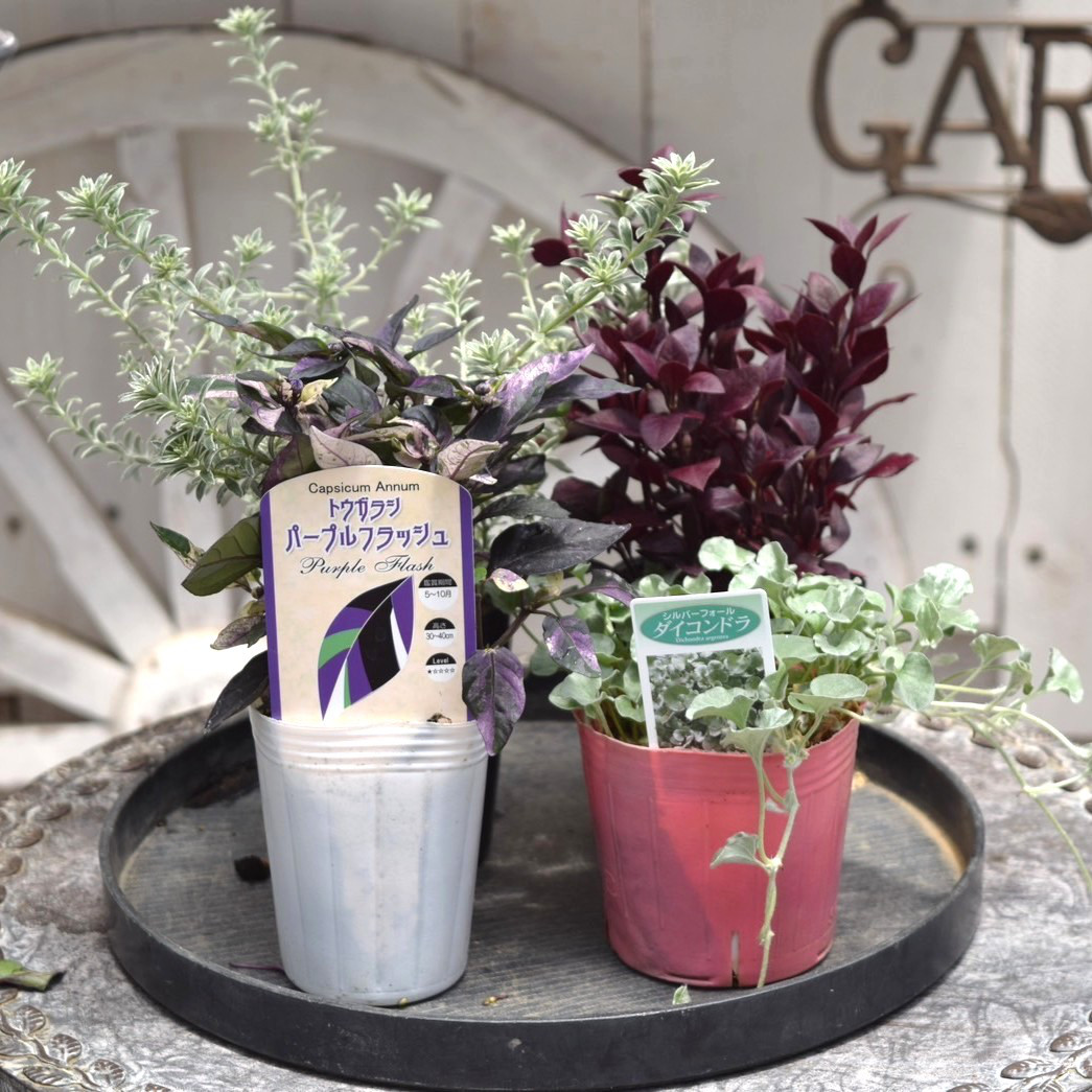 寄せ植え カラーリーフ 観葉植物　リース仕立て (スタンド付) (スタンド付) カラーリーフ 観葉植物　リース仕立て 寄せ植え