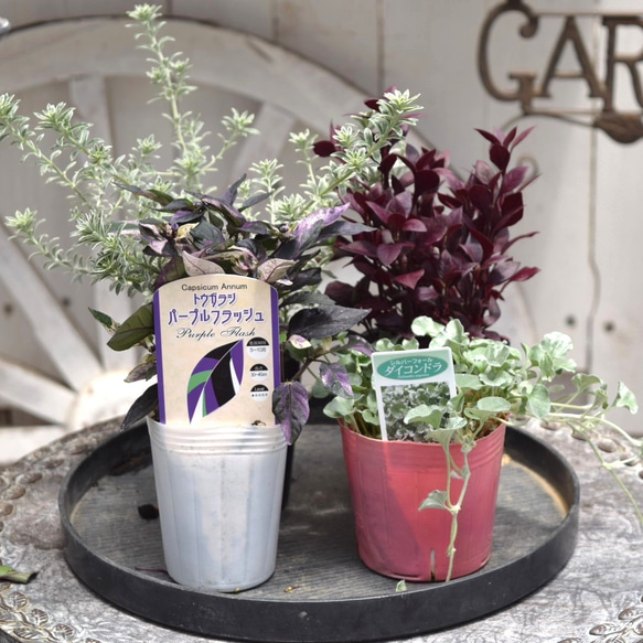 寄せ植えの相棒！リーフセットⅡ】シックな寄せ植えが作れるカラー