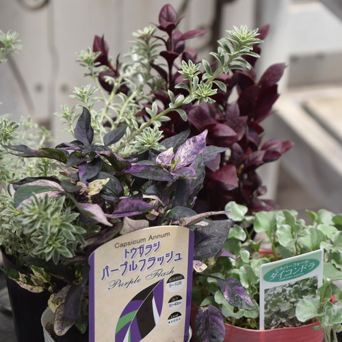 寄せ植えの相棒！リーフセットⅡ】シックな寄せ植えが作れるカラー