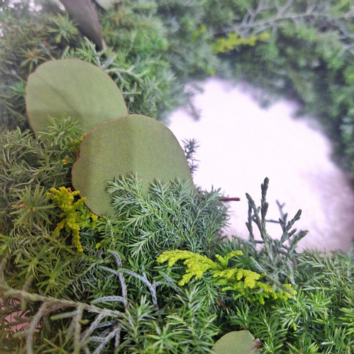 針葉樹香るクリスマスフレッシュリース/ユーカリ/選べる2サイズ/玄関