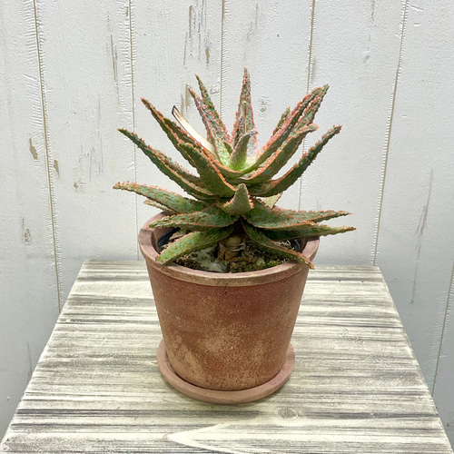 アロエ ハイブリッド アロエ ハイブリッド | GREEN TRUST online store