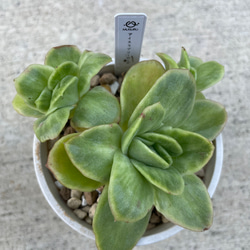 ①多肉植物【ルナレン】抜き苗　　エケベリア 多肉植物 エケベリア ルナレン 抜き苗 その他インテリア雑貨