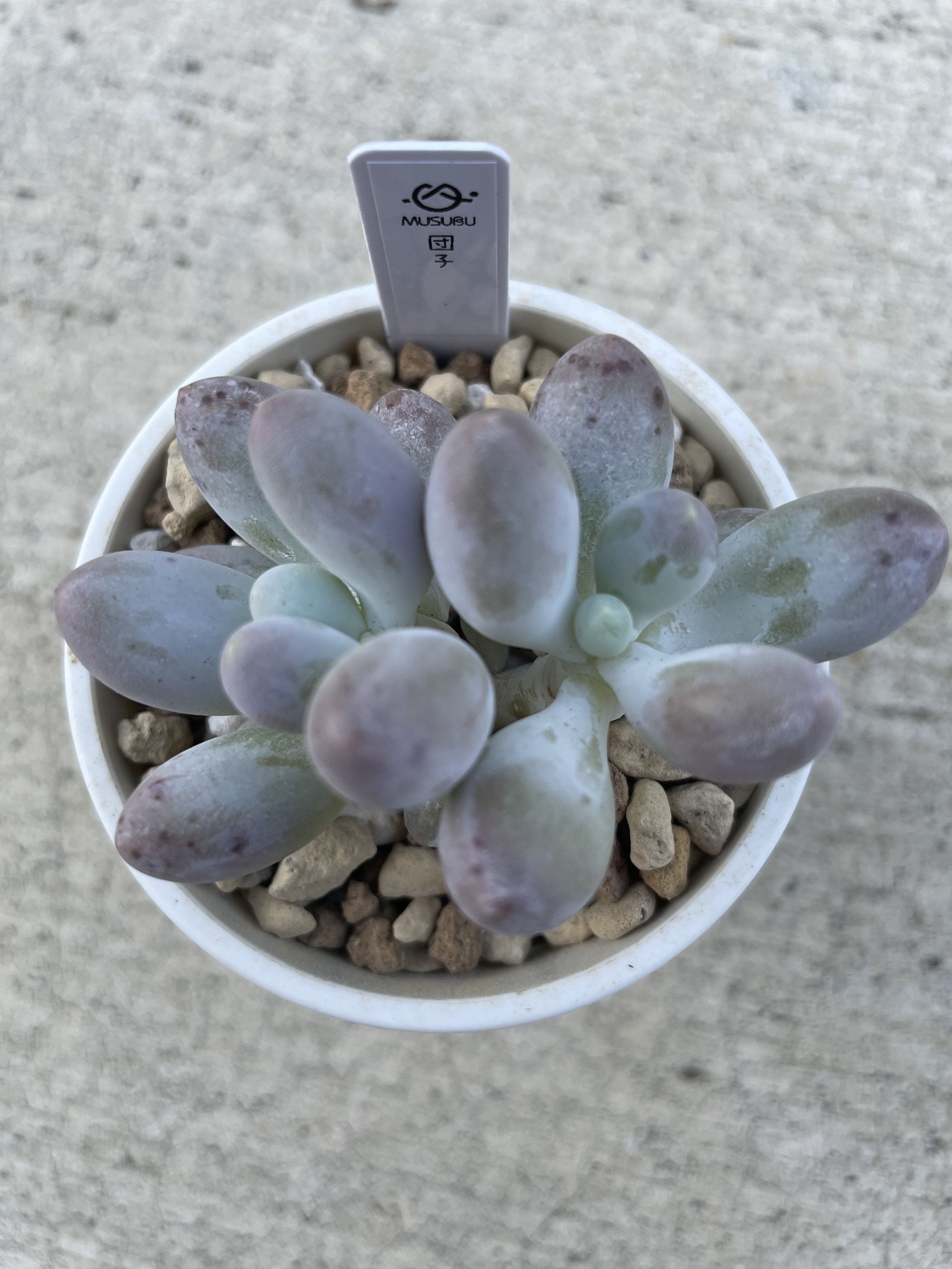 miso苗⭐️エレイン×メキポル⭐️ミソップさん 多肉 エケベリア 抜き苗