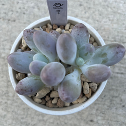 多肉植物 エケベリア 女雛錦 抜き苗 斑入り その他インテリア雑貨