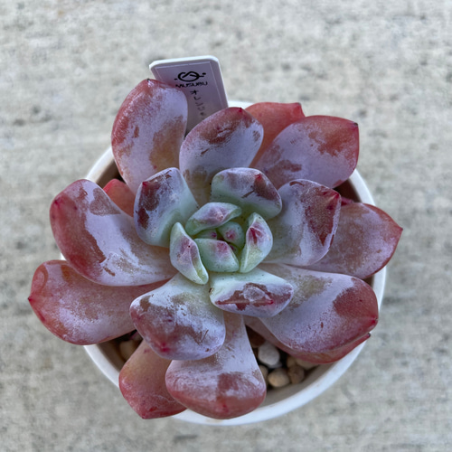 多肉植物❤姫秀麗錦❤抜き苗 その他インテリア雑貨 ✰Pan✰ 通販