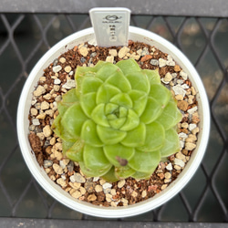 多肉植物　女雛　抜き苗 多肉植物 エケベリア 女雛錦 抜き苗 斑入り その他インテリア雑貨