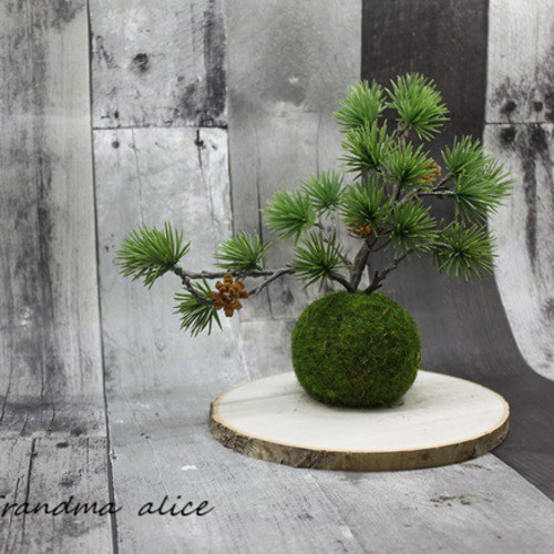 万葉松の苔玉2025（壱）＊ 盆栽 Grandma Alice 通販 18459886