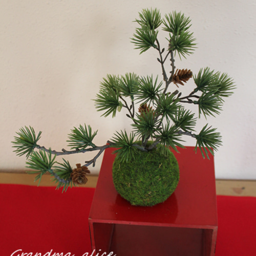松の盆栽 苔付き ミニ黒松の苔玉の盆栽の販売｜盆栽妙 – 盆栽妙 本店