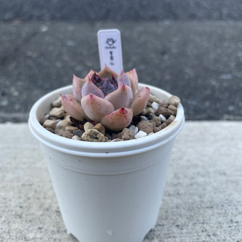 多肉植物 エケベリア 紫霞仙 抜き苗 その他インテリア雑貨 多肉植物 エケベリア 紫霞仙 抜き苗 その他インテリア雑貨