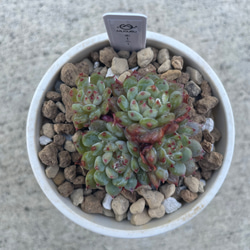 駒*子様 B1637-5 女雛錦 24株 抜き苗 多肉植物 エケベリア