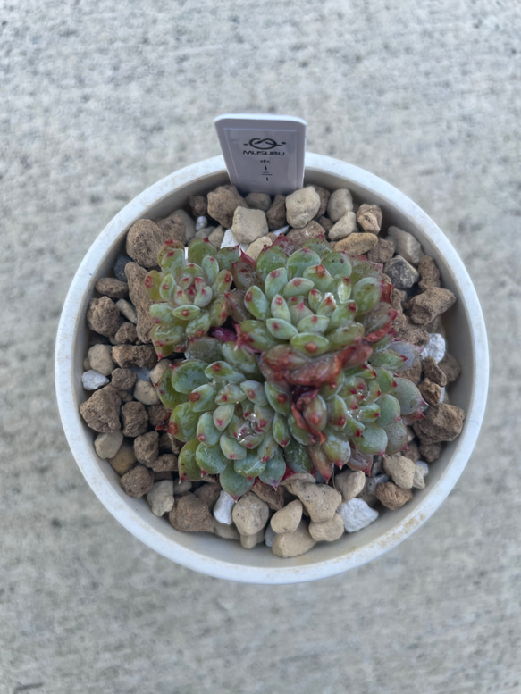 多肉植物 エボニー  抜き苗♡ エボニー 抜き苗 - メルカリ