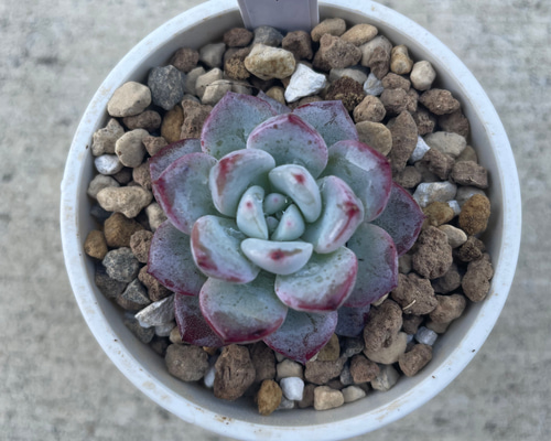 多肉植物 オリビア　抜き苗　エケベリア 多肉植物 エケベリア オリビア大群生株 抜き苗全量！！の通販 by