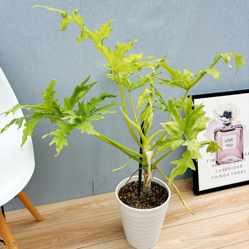 現品］【希少】G フィロデンドロン セローム ゴールドリーフ 7号 観葉