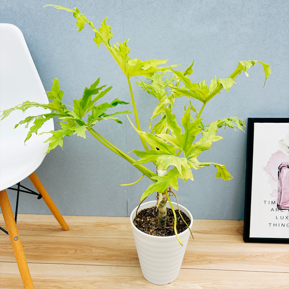 現品］【希少】G フィロデンドロン セローム ゴールドリーフ 7号 観葉