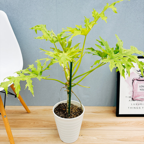 現品］【希少】G フィロデンドロン セローム ゴールドリーフ 7号 観葉