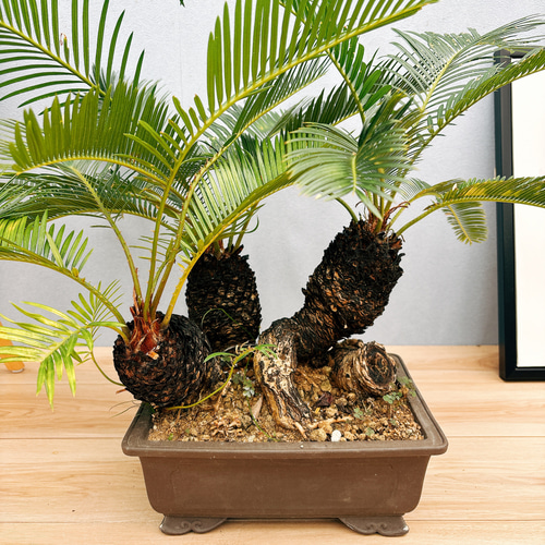 現品］ソテツ 盆栽造り 蘇轍 観葉植物 おしゃれ 和風 育てやすい 陶器