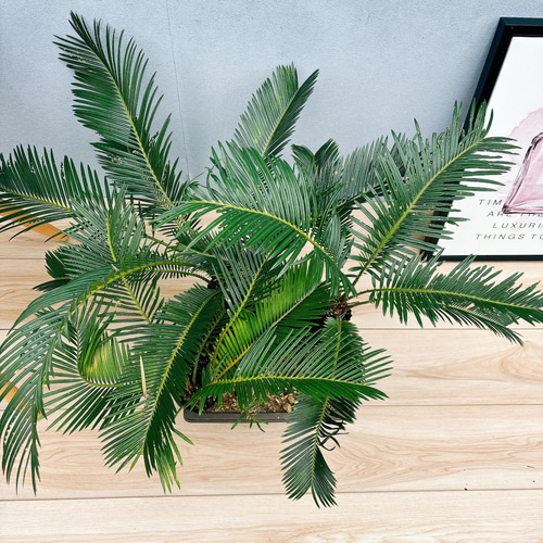 現品］ソテツ 盆栽造り 蘇轍 観葉植物 おしゃれ 和風 育てやすい 陶器