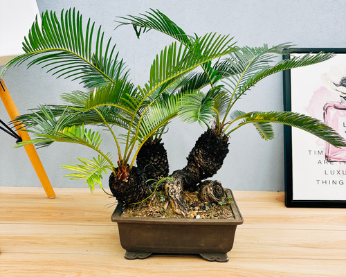 現品］ソテツ 蘇轍 観葉植物 プラコッタ鉢 おしゃれ かわいい