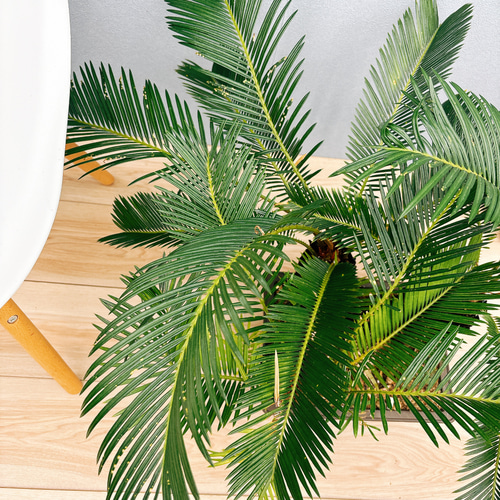 現品］ソテツ 盆栽造り 蘇轍 観葉植物 おしゃれ 和風 育てやすい 陶器