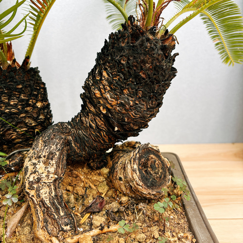 現品］ソテツ 盆栽造り 蘇轍 観葉植物 おしゃれ 和風 育てやすい 陶器