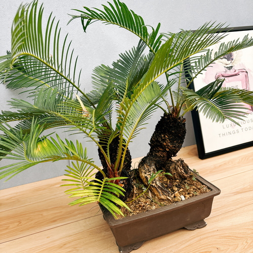盆栽ソテツ ソテツ 蘇鉄 10号輪鉢 特殊株 盆栽 93