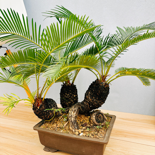 現品］ソテツ 盆栽造り 蘇轍 観葉植物 おしゃれ 和風 育てやすい 陶器