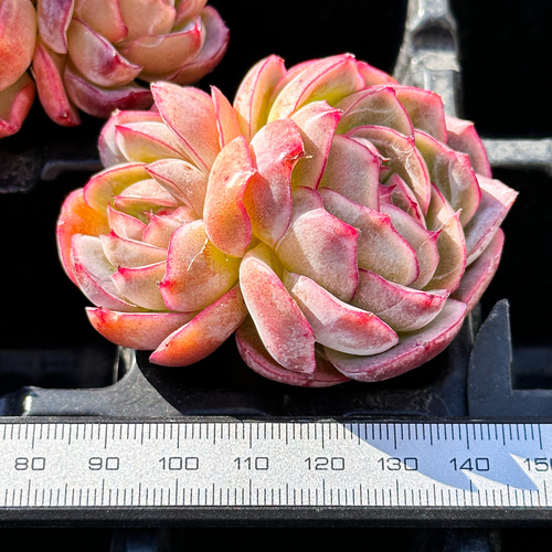 クランベリー 多肉植物 楽天市場】多肉植物 yukエケベリア クランベリー 多肉植物 優木園さん