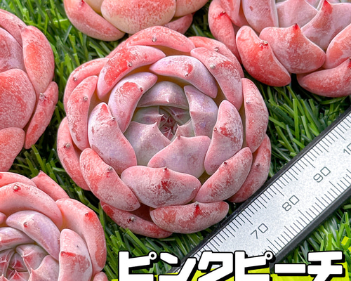多肉植物　エケベリア　ピーチブロッサム　レア 多肉植物 エケベリア ピーチブロッサム レア ピーチブロッサム