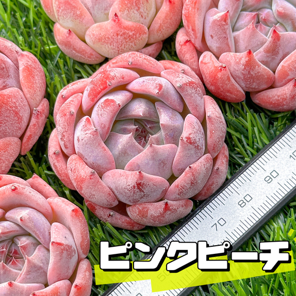 新入荷 多肉植物 エケベリア ピンクピーチ 超美苗 レア種 多肉植物