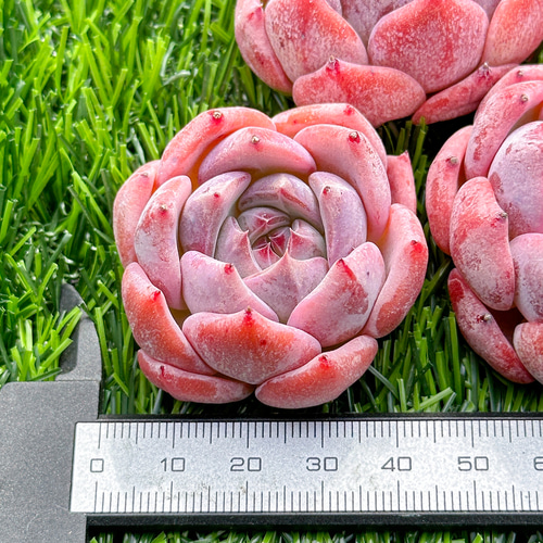 新入荷 多肉植物 エケベリア ピンクピーチ 超美苗 レア種 多肉