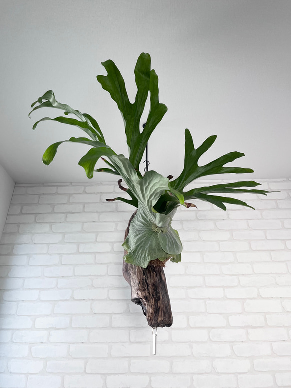 スパーバム 板付 ビカクシダ スパーバム コルク付け コウモリラン