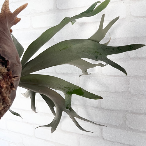 ビカクシダ 4株 バンナ ホワイトホーク ウィリンキーAプラス コウモリラン ビカクシダ コウモリラン ホワイトホーク 流木付け 観葉植物